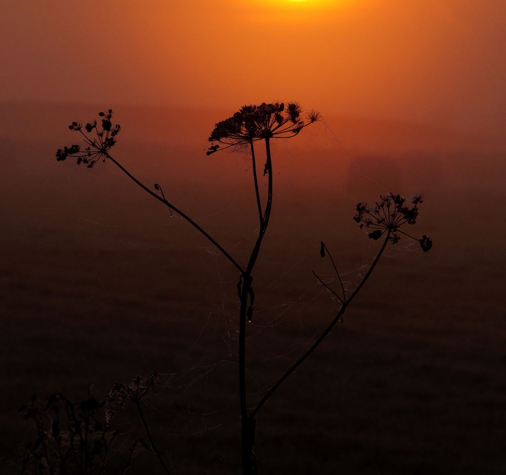 In der Früh