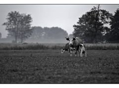 in der Frühe