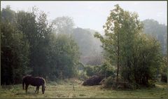 In der Frühe