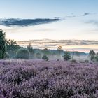 in der Frühe in der Heide 7