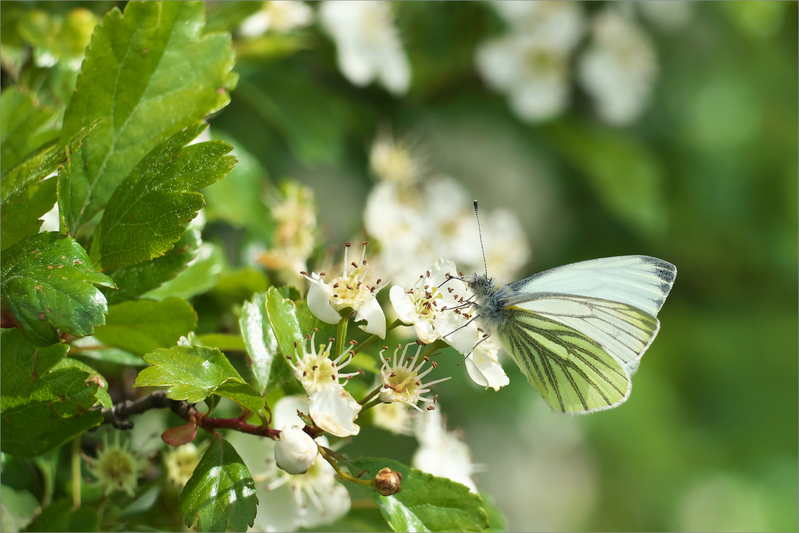 In der Frühlingssonne