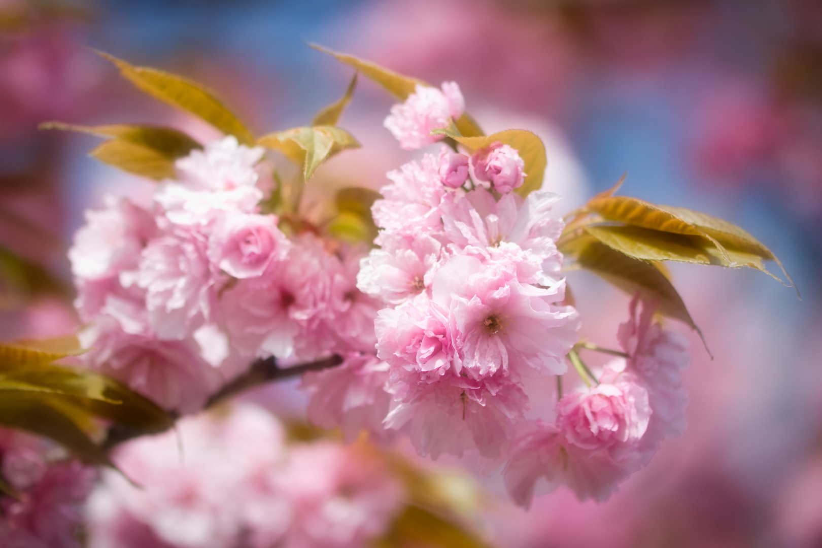 In der Frühlingssonne