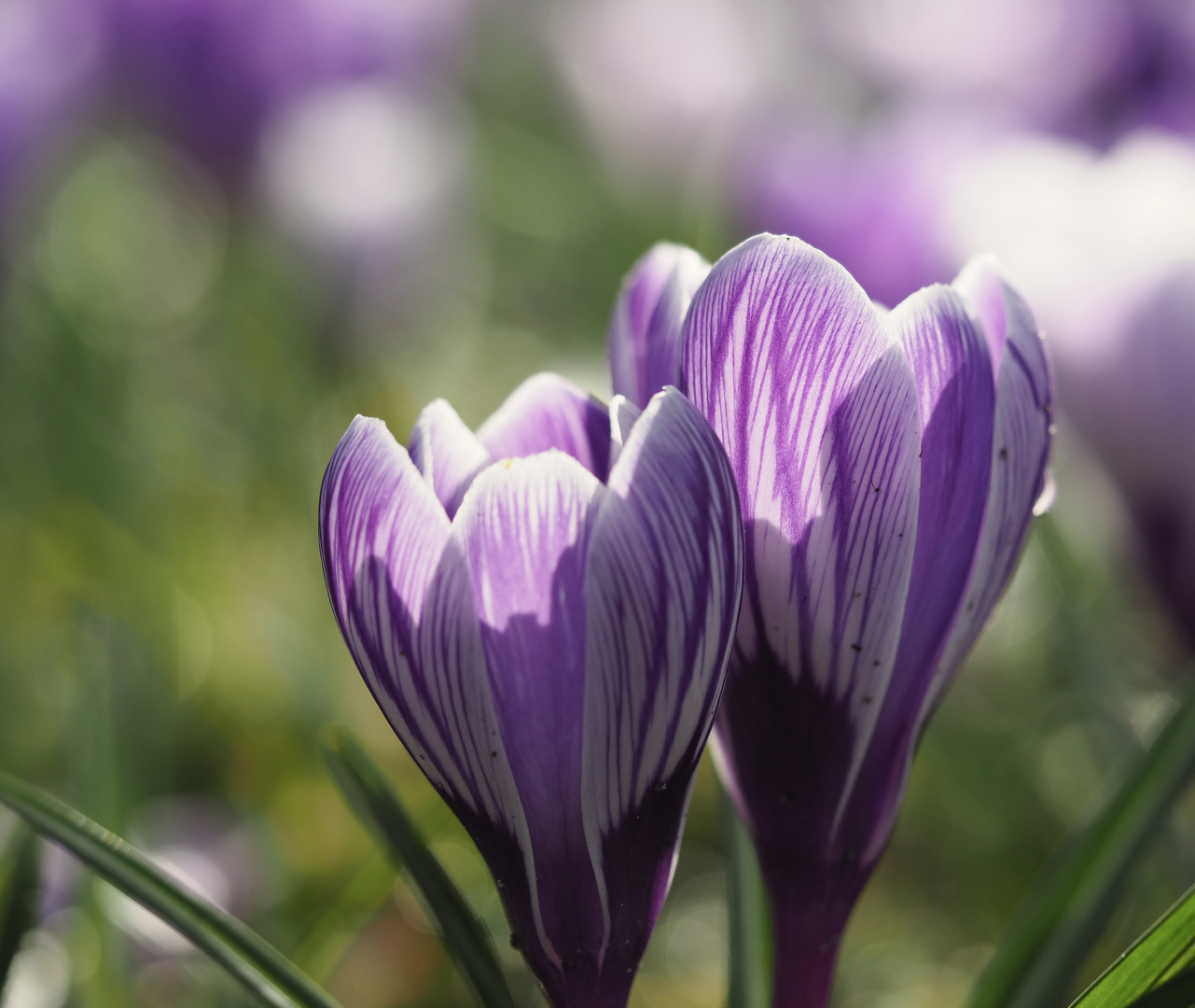 In der Frühlingssonne...