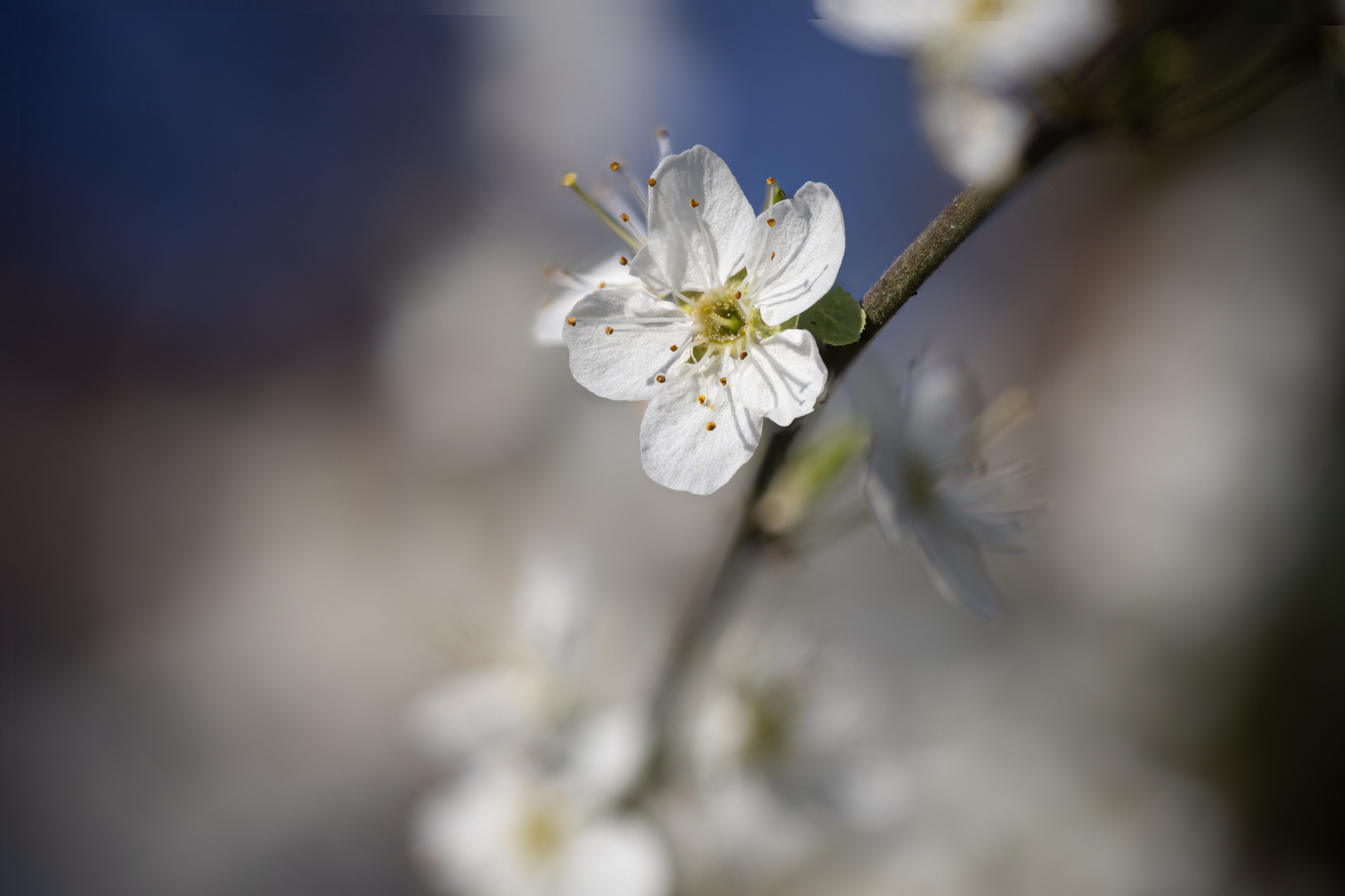 In der Frühlingssonne