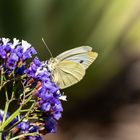 In der Frühlingssonne