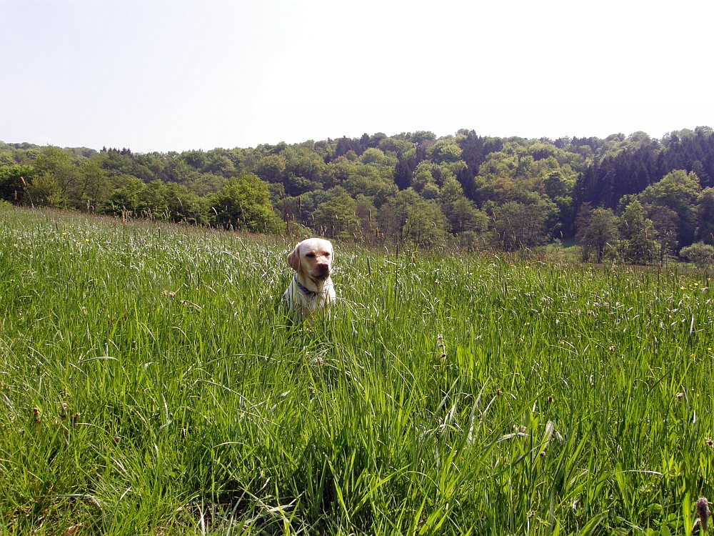 In der Frühlingswiese