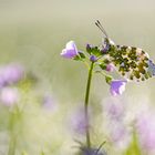 In der Frühlingswiese