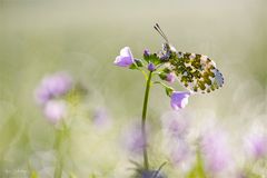 In der Frühlingswiese