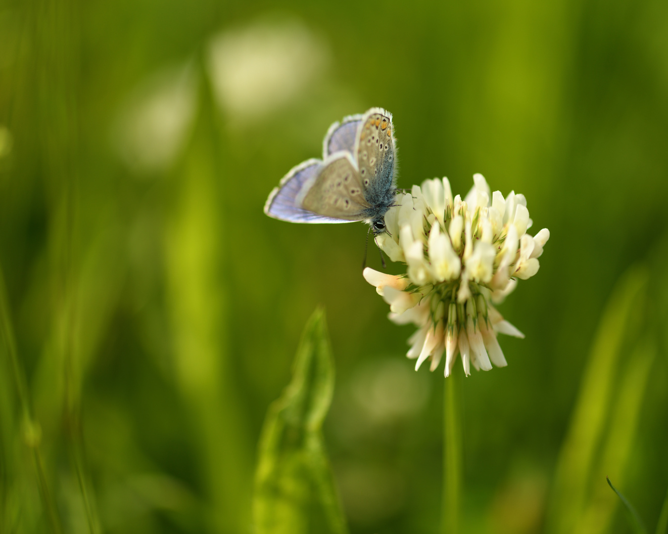 In der Frühlingswiese