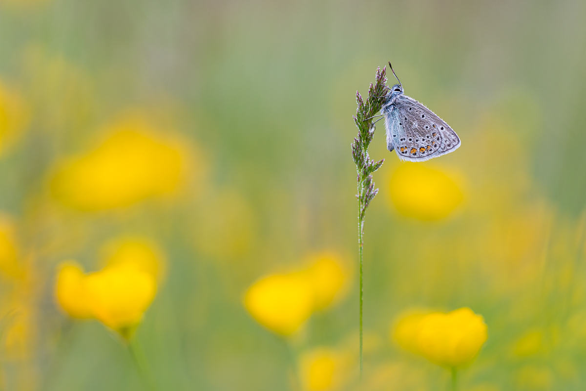 In der Frühlingswiese