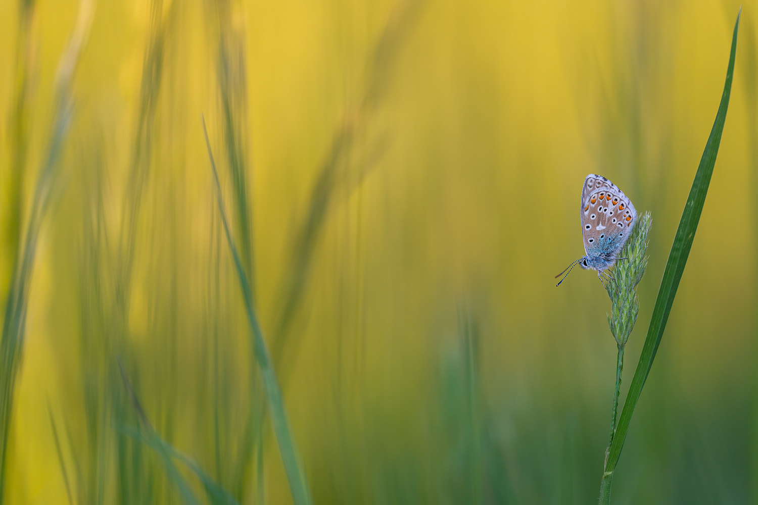 In der Frühlingswiese