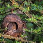 In der Futterkugel ist Leben