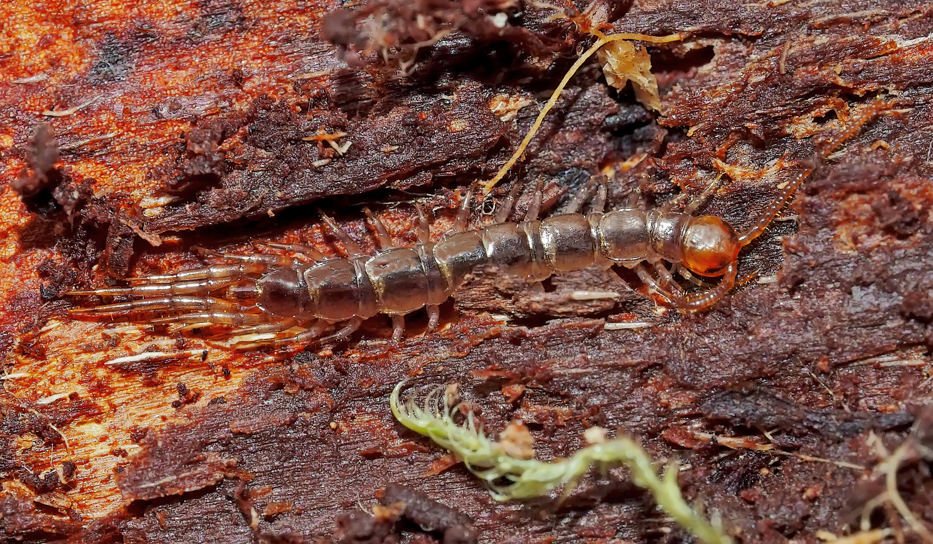 In der Geborgenheit des Waldes:  ein Steinläufer (Lithobius Art) ...