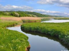In der Geltinger Birk