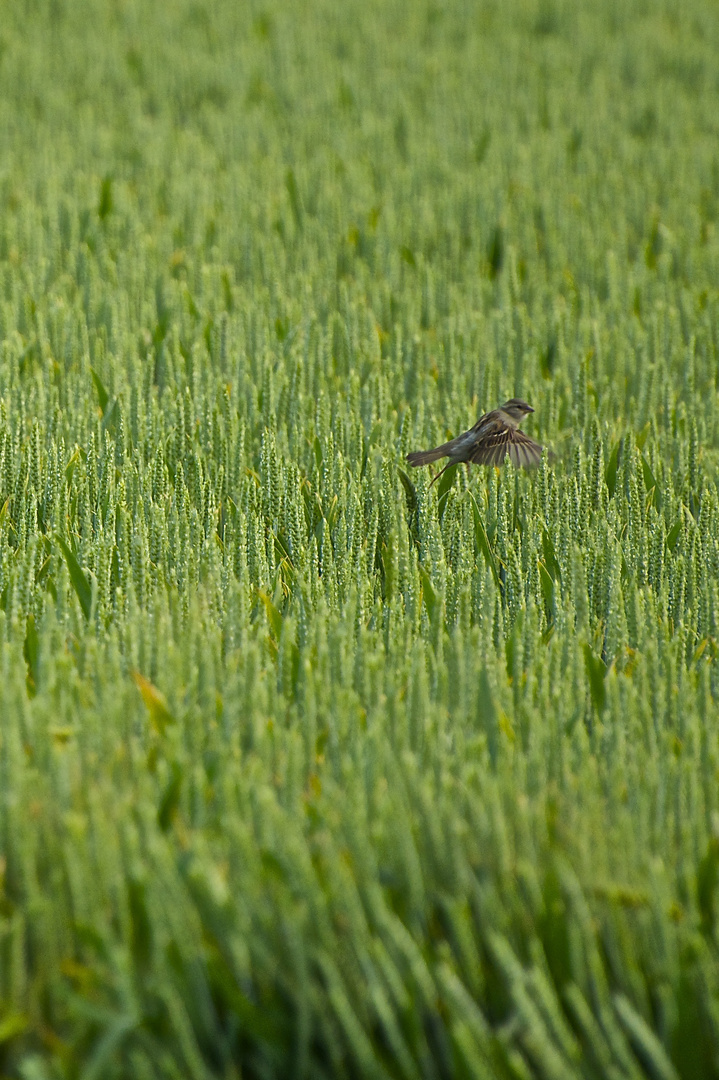 in der Gewitterluft bei der Insektenmahlzeit