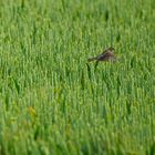 in der Gewitterluft bei der Insektenmahlzeit