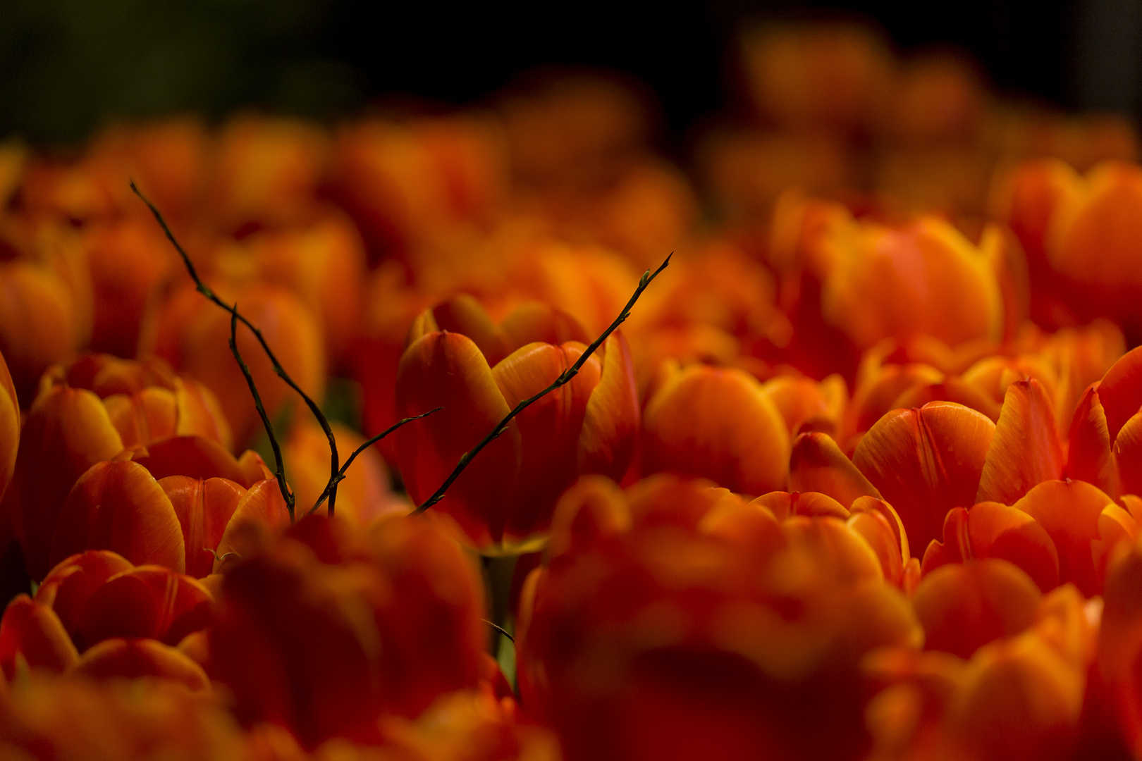 In der Glut der feurigen Tulpenpracht