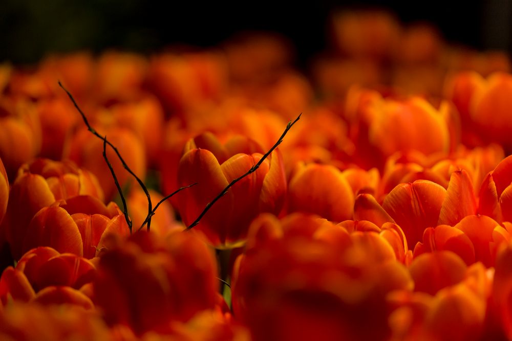 In der Glut der feurigen Tulpenpracht