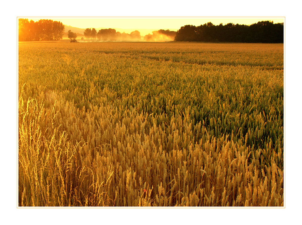 ...in der Glut des SOMMERS: ...Erdenstaub verwandelt sich...