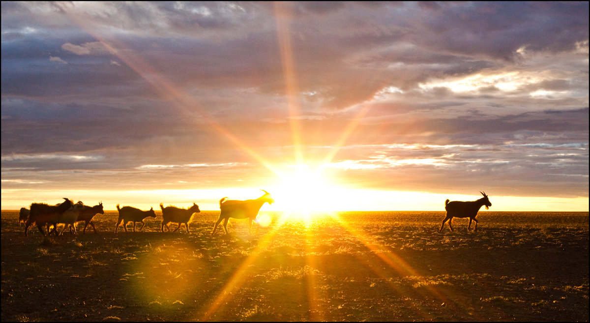 In der Gobi