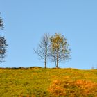 In der goldenen Mitte