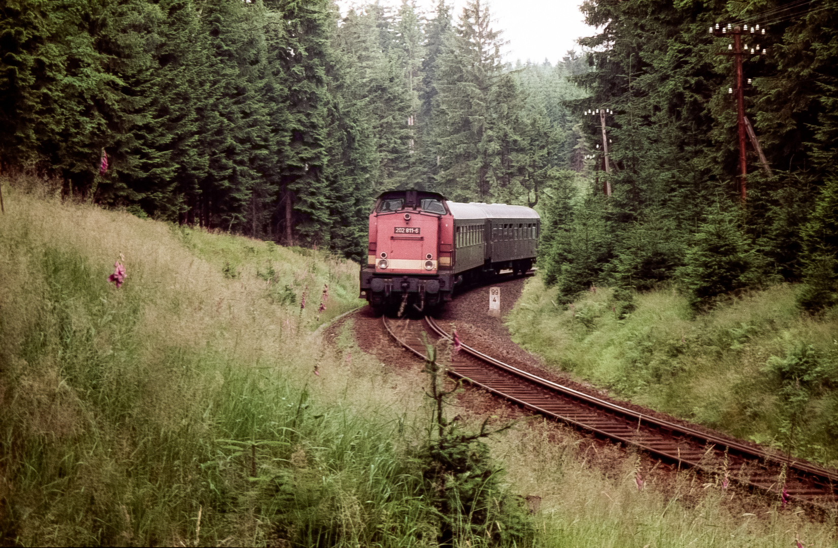 In der großen Kurve im Wald...