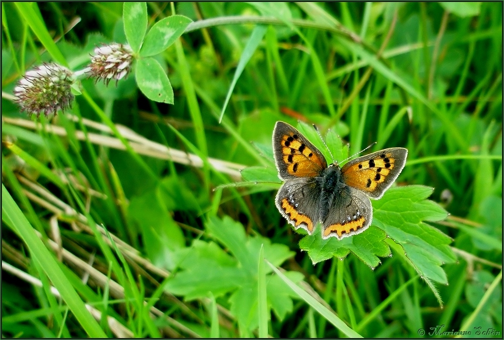 In der grünen Wiese...