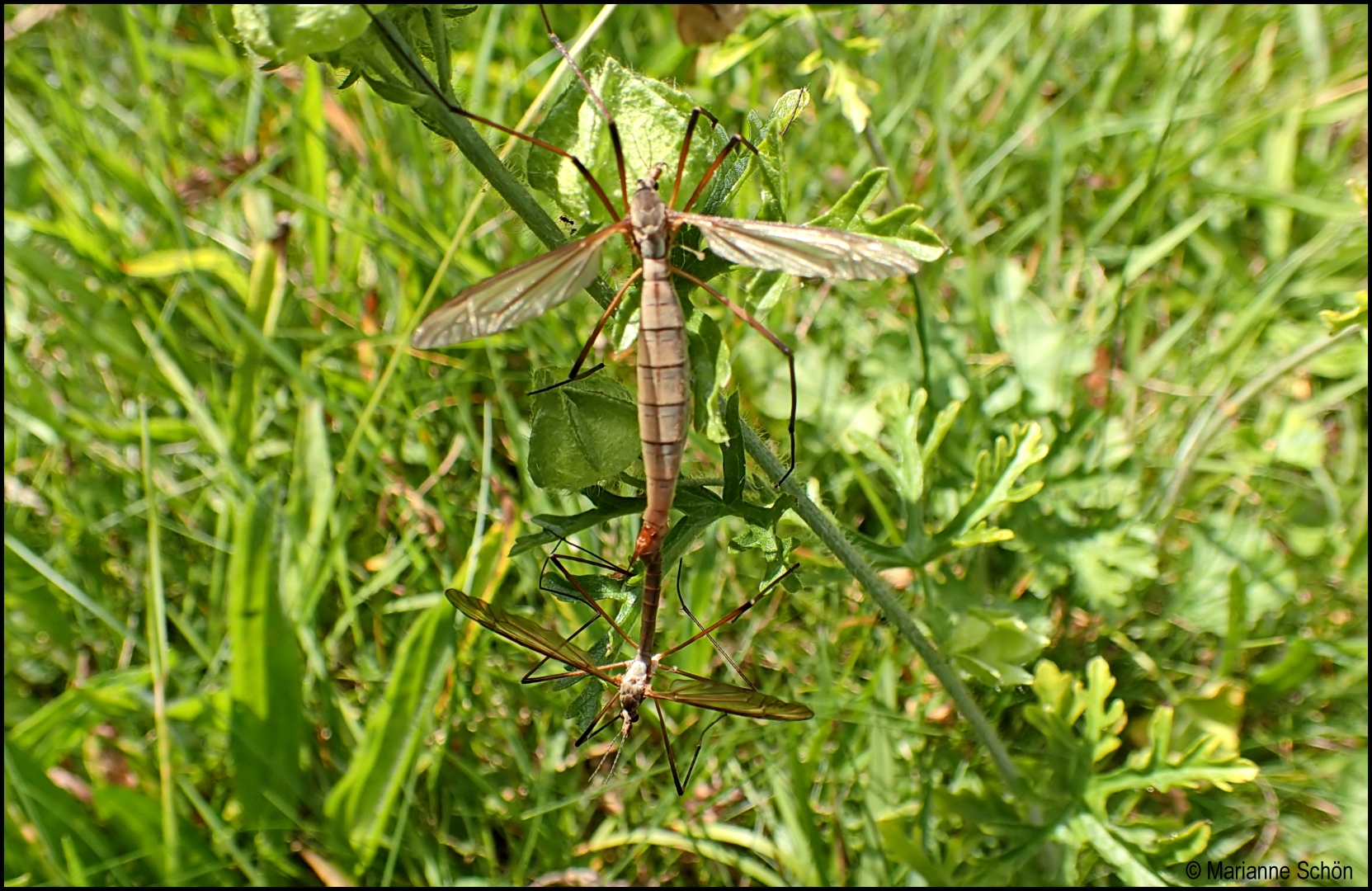 In der grünen Wiese...