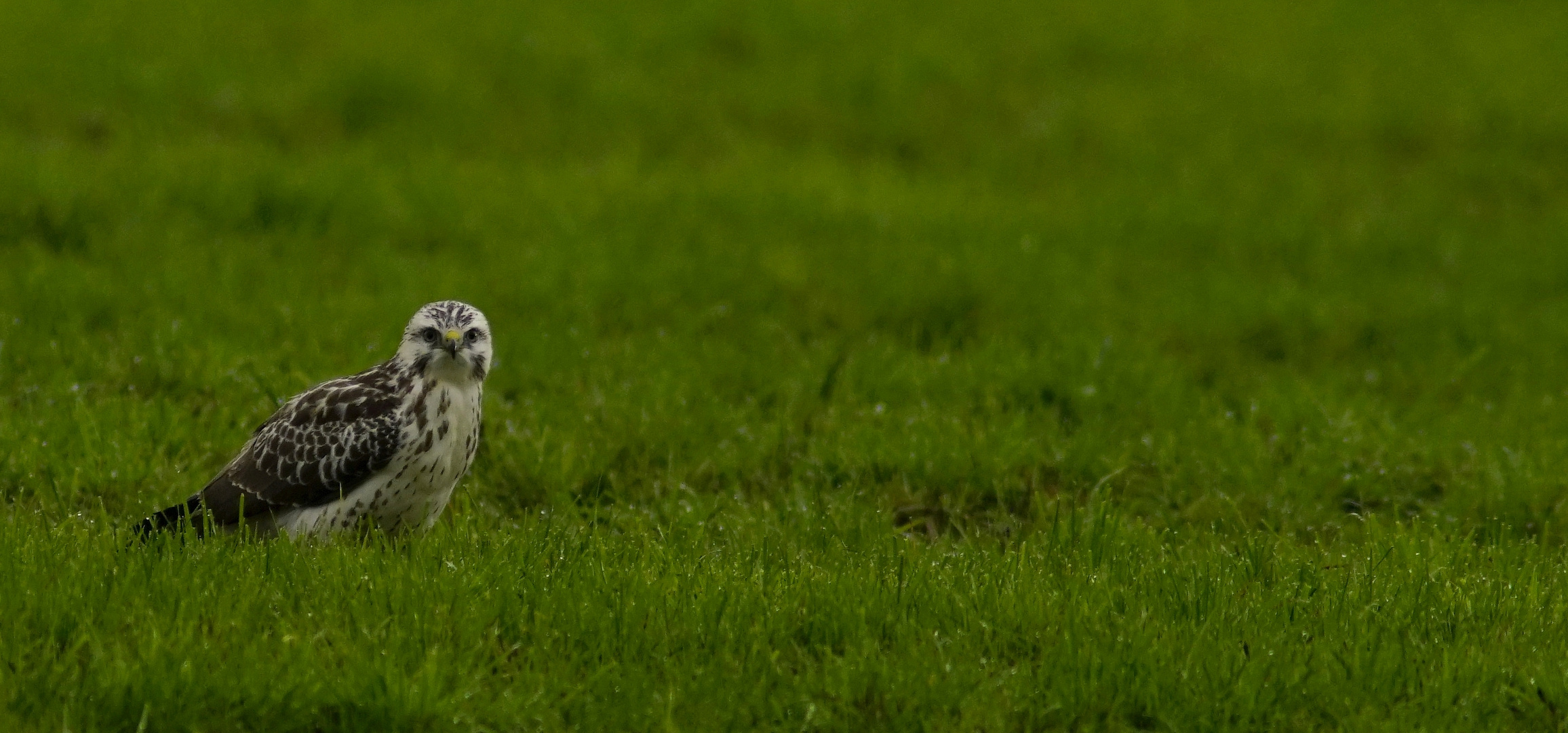 In der grünen Wiese.