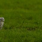 In der grünen Wiese.