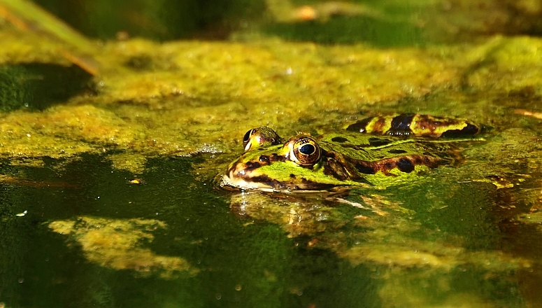 In der Grütze