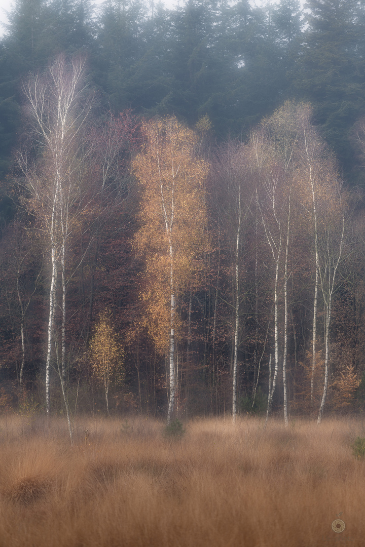 In der Gruppe Foto & Bild | wald, bäume, natur Bilder auf ...
