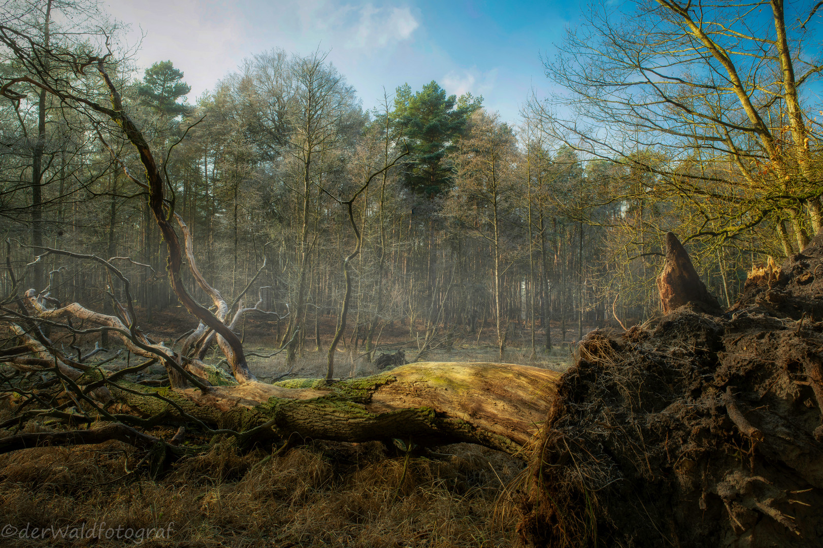 in der Hagenower Heide