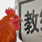 In der Hahnenschule - China
