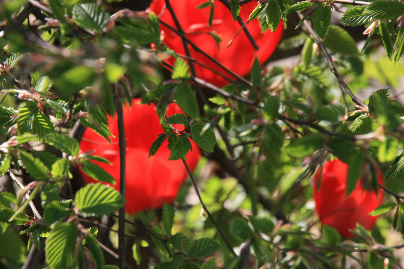 ...in der Hecke...