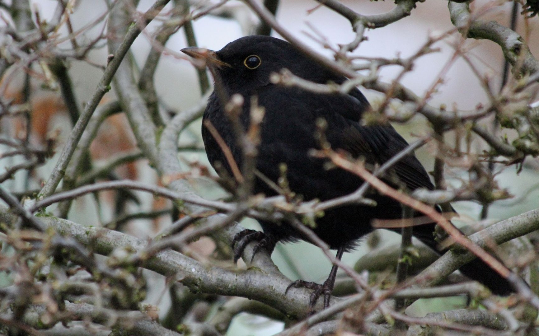 In der Hecke