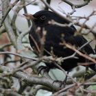 In der Hecke