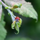 In der Hecke