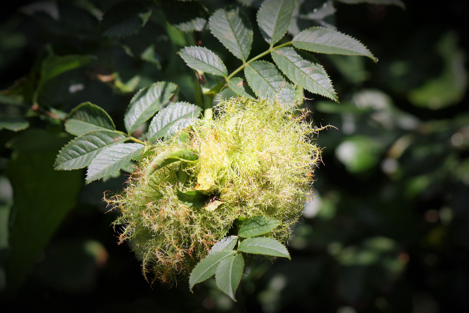 in der Hecke