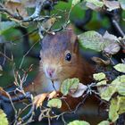 In der Hecke