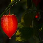 "In der Hecke brennt dein Licht..."