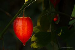 "In der Hecke brennt dein Licht..."