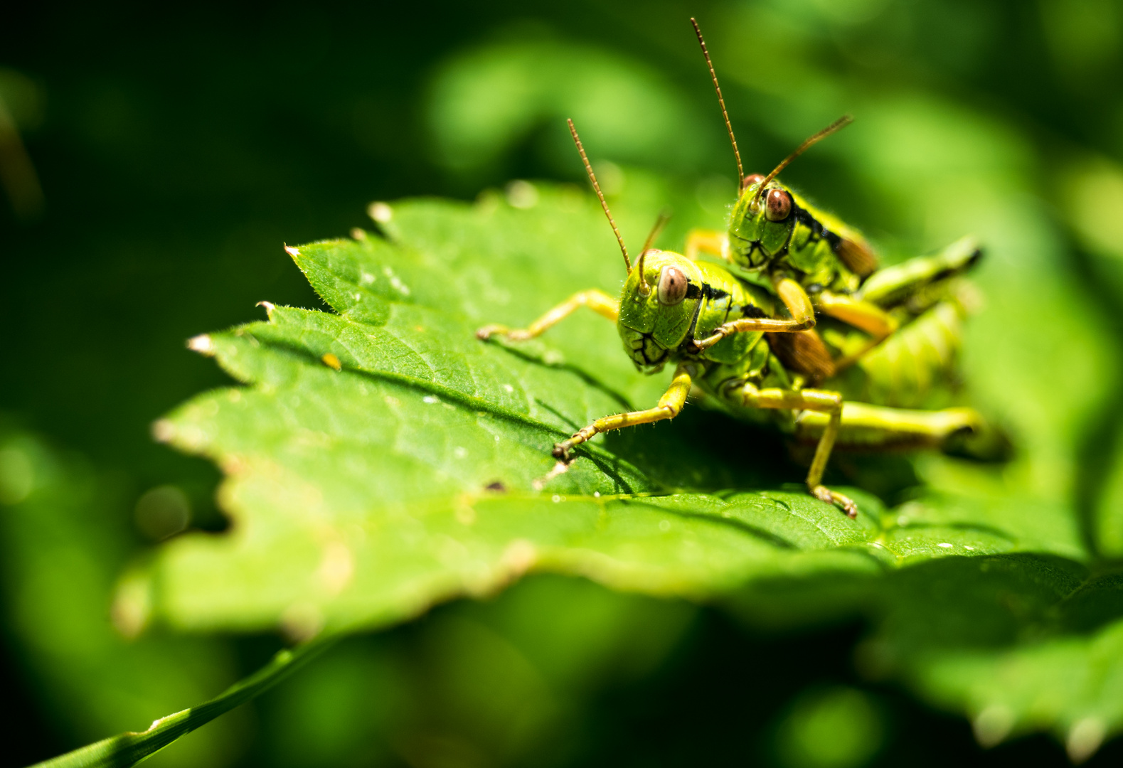 In der Hecke