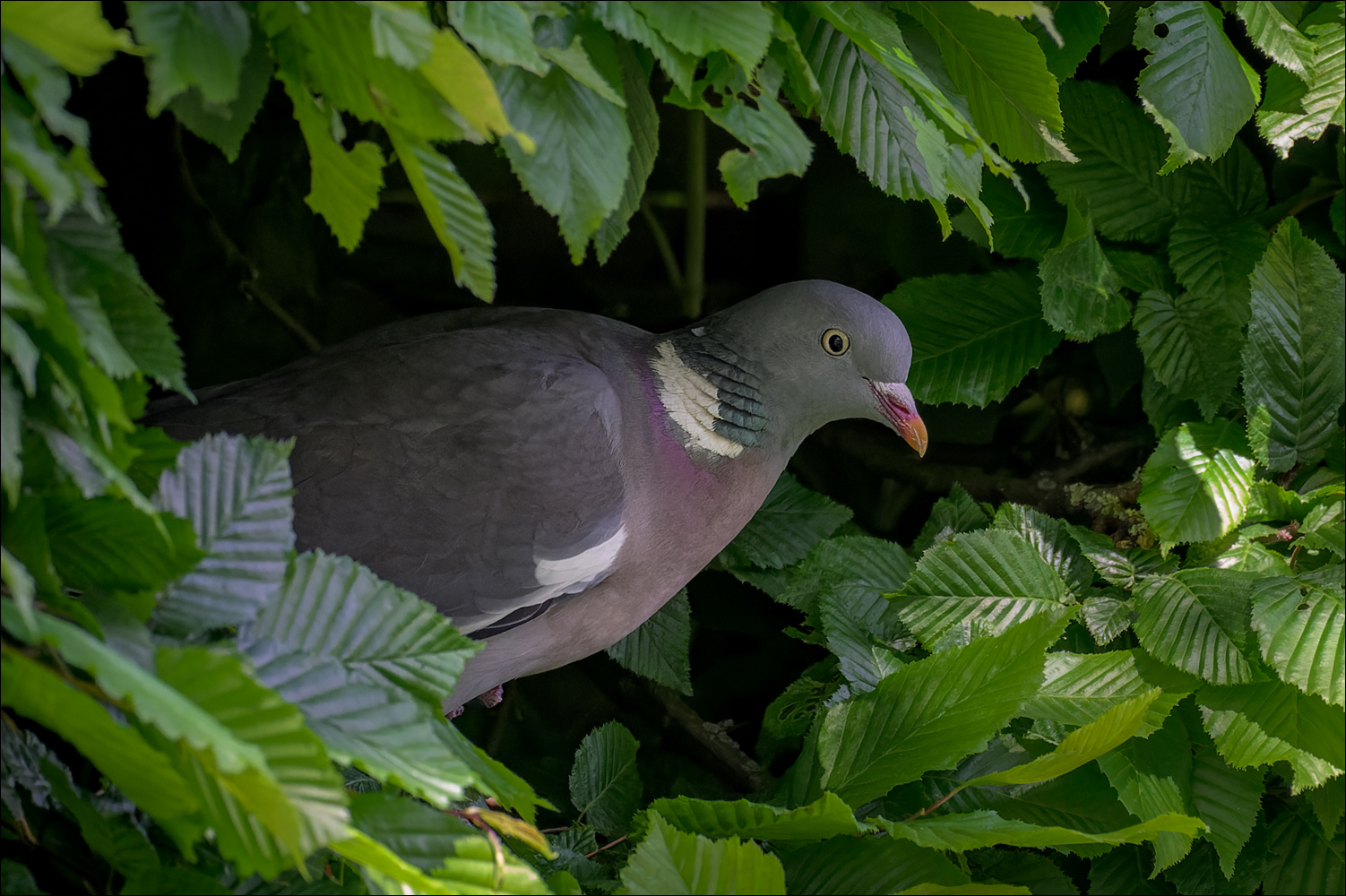 In der Hecke