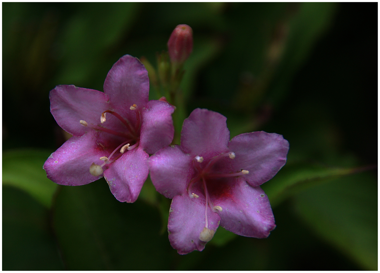 In der Hecke