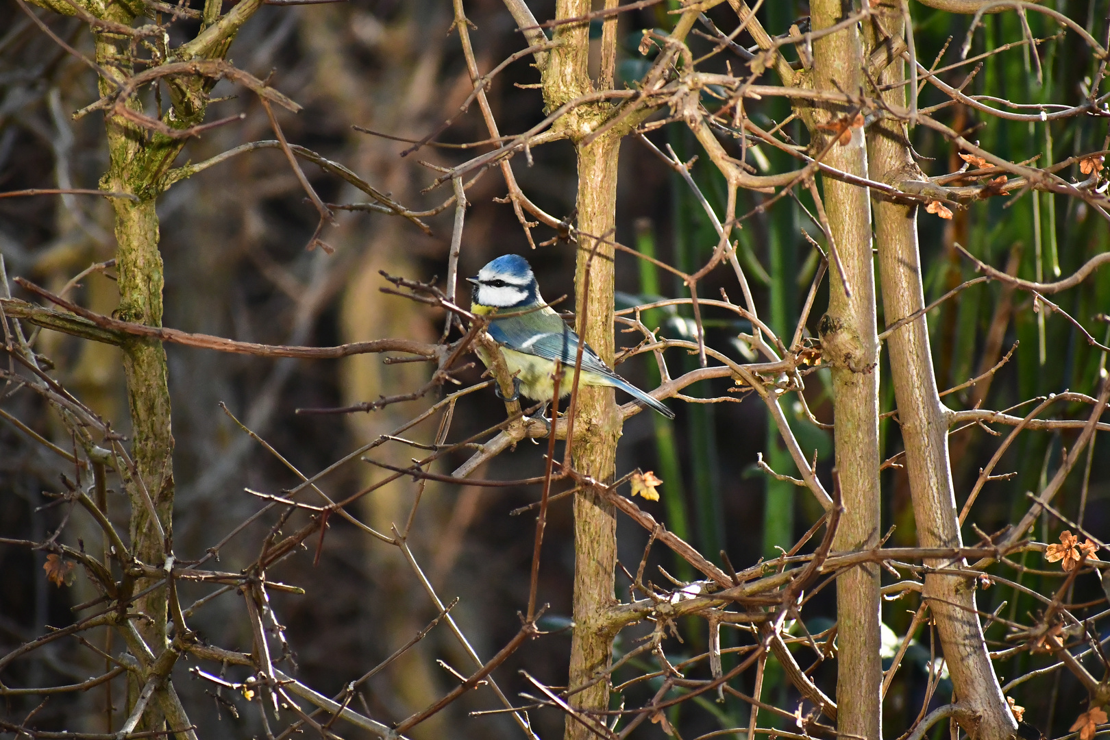 in der Hecke