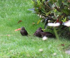 In der Hecke haben sie 4 Junge schon groß bekommen sie laufen im Garten rum