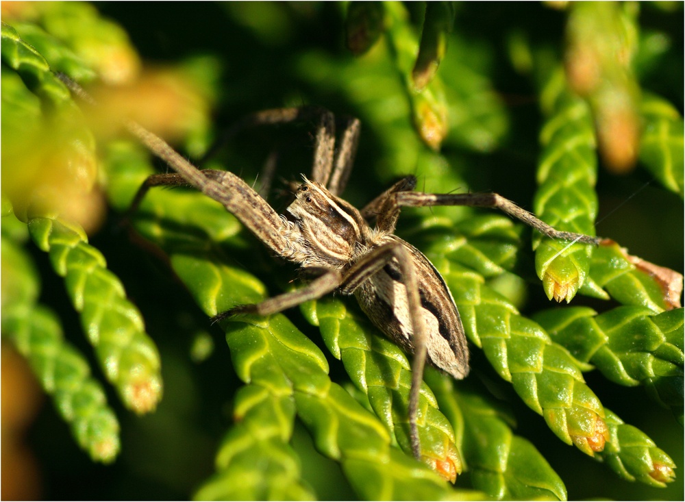 In der Hecke I