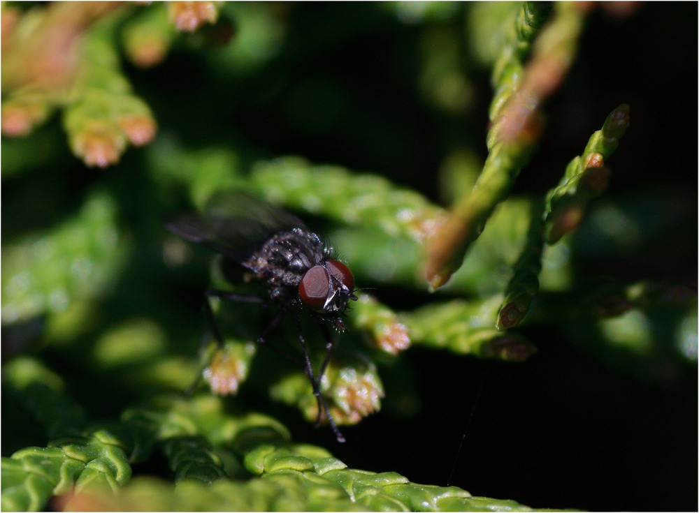 In der Hecke II