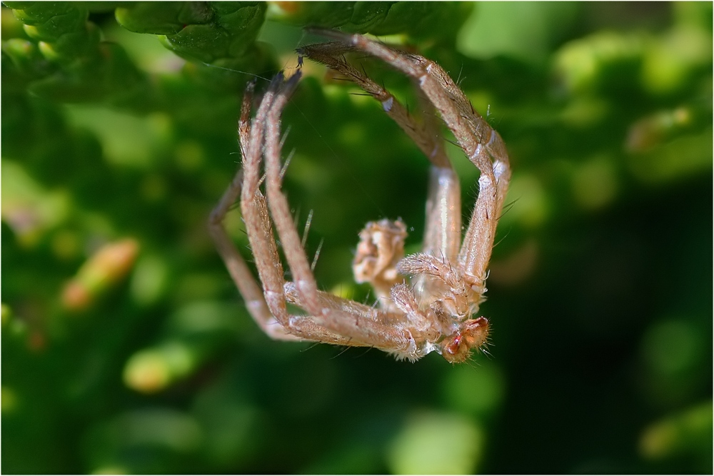 In der Hecke III